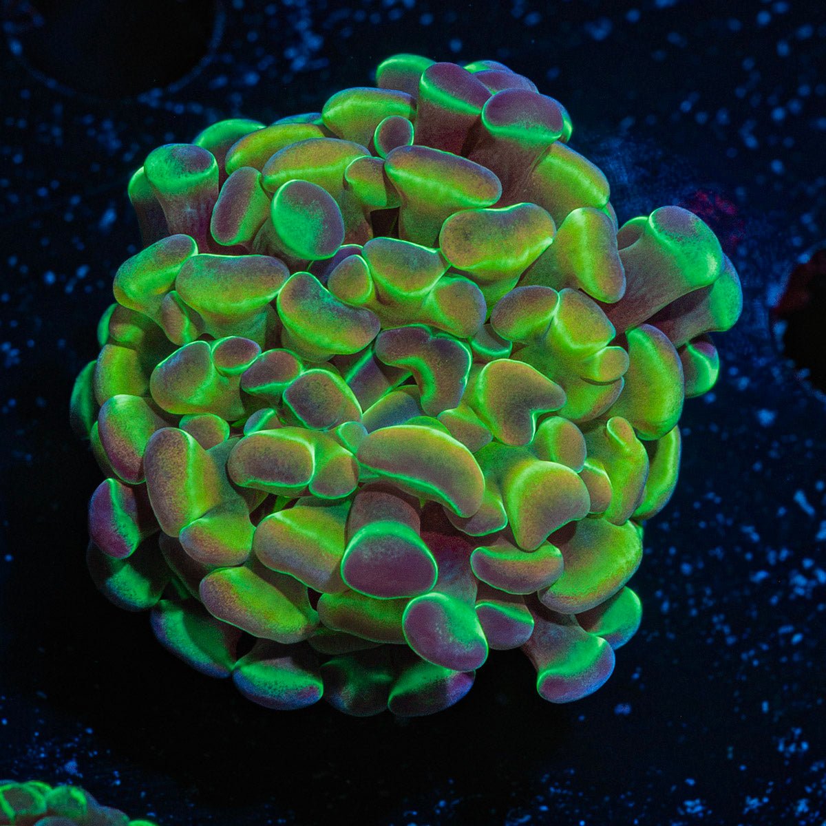 Hologram Hammer Coral with branching fleshy heads in reef aquarium