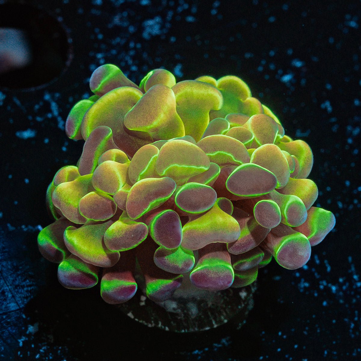 Hologram Hammer Coral with branching fleshy heads in reef aquarium
