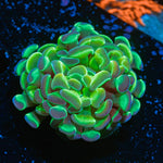 Hologram Hammer Coral with branching fleshy heads in reef aquarium
