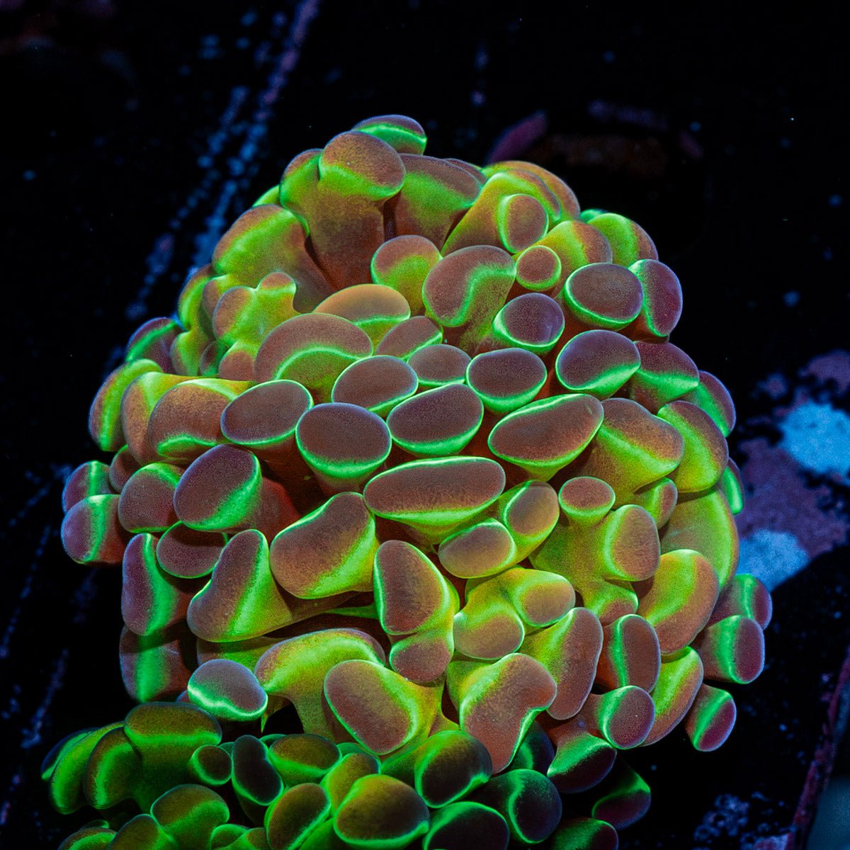 Hologram Hammer Euphyllia Coral with branching fleshy heads in reef aquarium