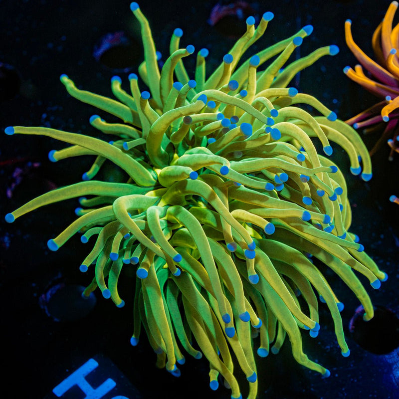 Holy Grail Torch Euphyllia Coral with flowing tentacles in reef aquarium