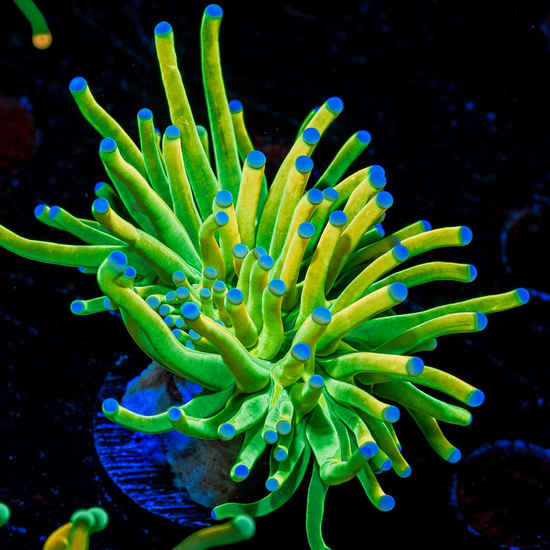 Holy Grail Torch Euphyllia Coral