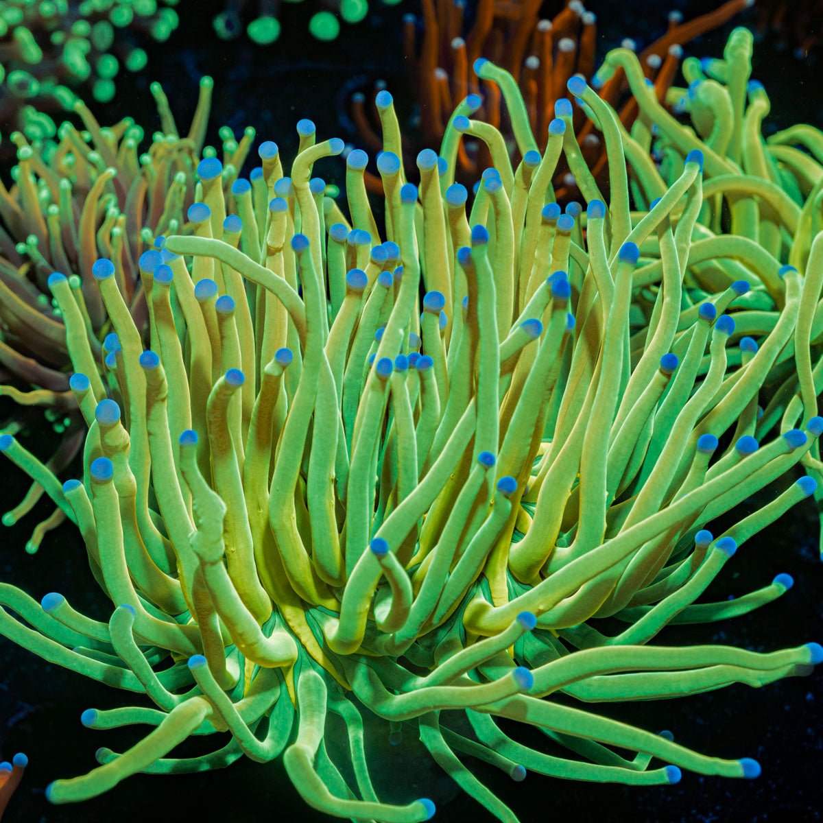 Holy Grail Torch Euphyllia Coral with flowing tentacles in reef aquarium