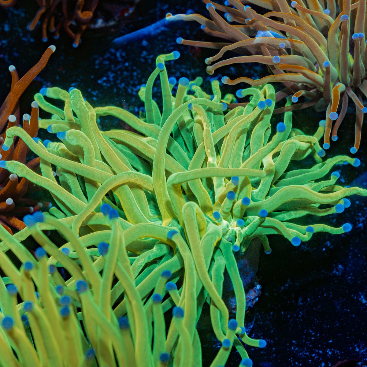 Holy Grail Torch Euphyllia Coral with flowing tentacles in reef aquarium