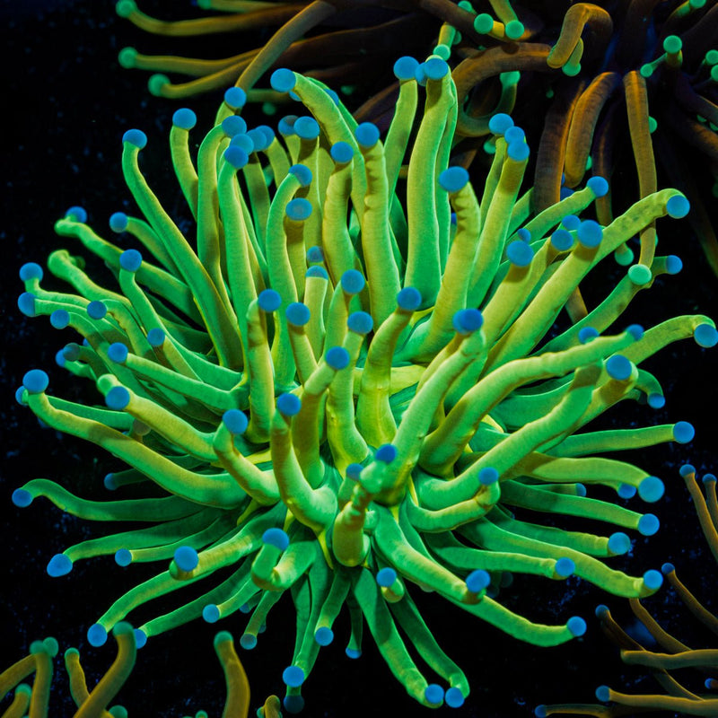 Holy Grail Torch Euphyllia Coral with flowing tentacles in reef aquarium