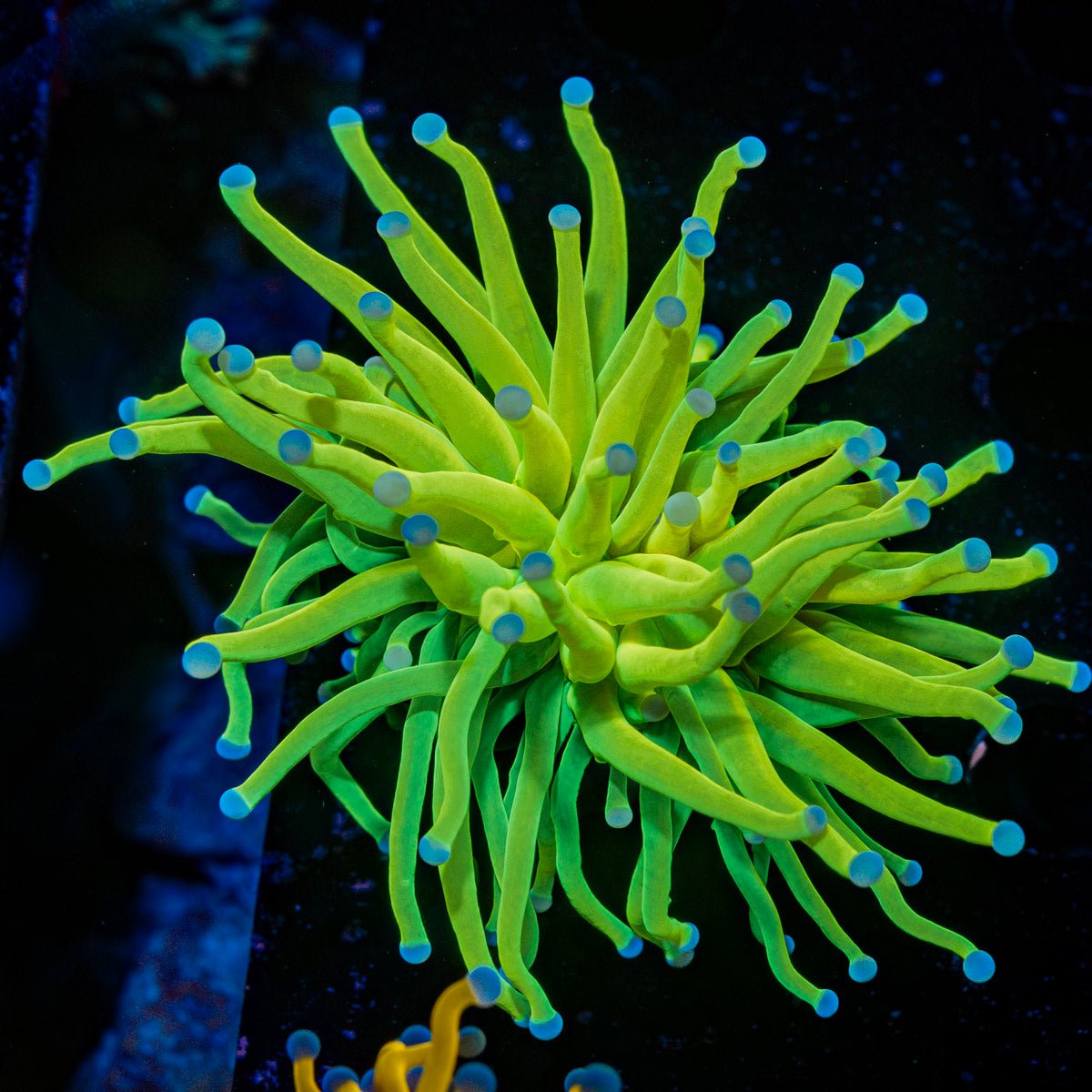 Holy Grail Torch Euphyllia Coral with flowing tentacles in reef aquarium