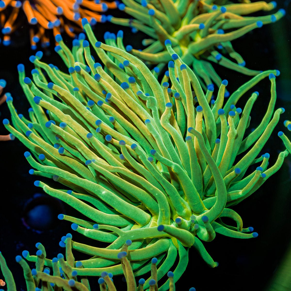 Holy Grail Torch Euphyllia Coral with flowing tentacles in reef aquarium