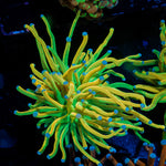 Holy Grail Torch Euphyllia Coral with flowing tentacles in reef aquarium