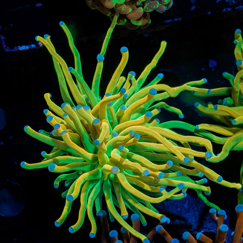 Holy Grail Torch Euphyllia Coral with flowing tentacles in reef aquarium