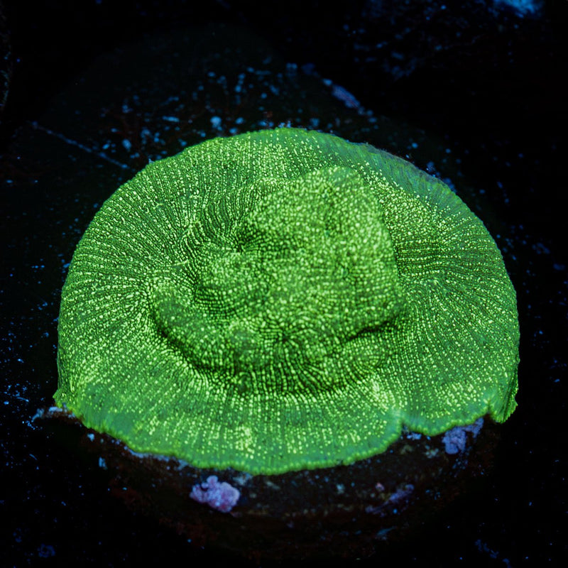 Hulk Leptoseris Coral