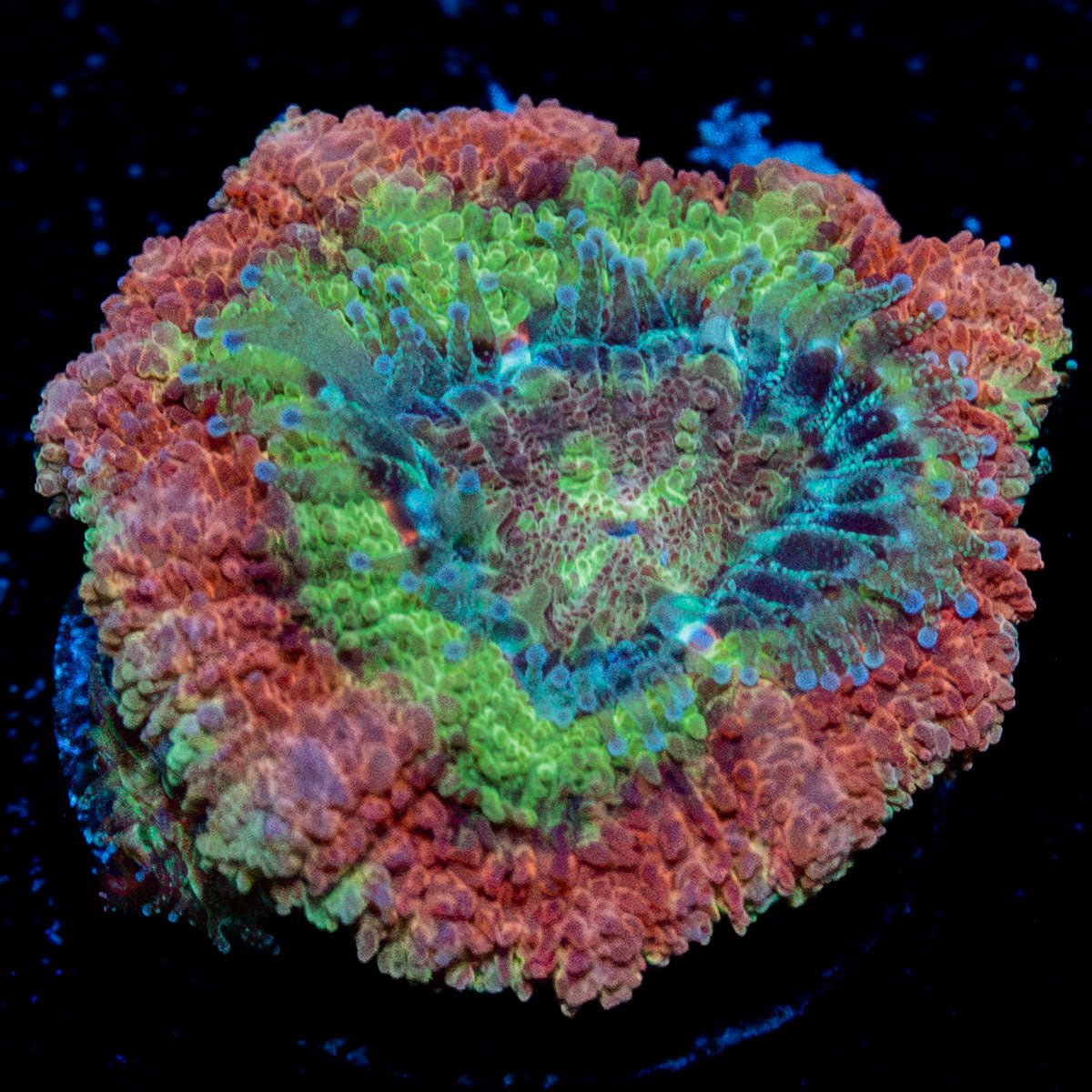 Hulk Smash Asian Acan Coral with fleshy polyps in reef aquarium
