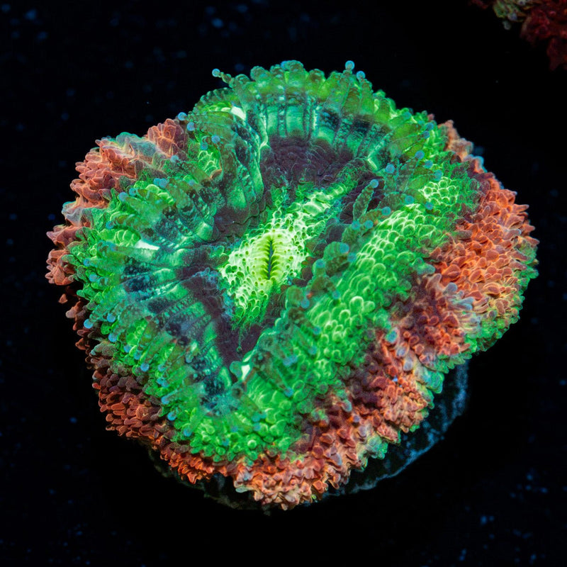 Hulk Smash Asian Acan Coral with fleshy polyps in reef aquarium