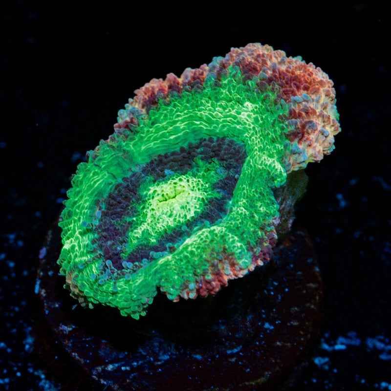 Hulk Smash Asian Acan Coral with fleshy polyps in reef aquarium