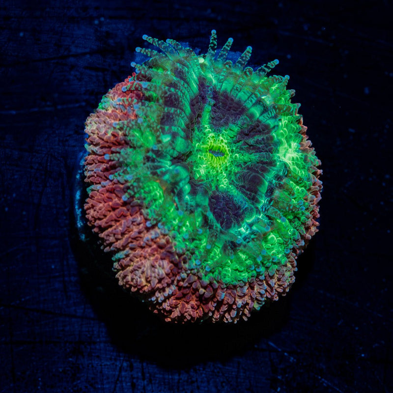 Hulk Smash Asian Acan Coral