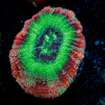 Hulk Smash Asian Acan Coral with fleshy polyps in reef aquarium