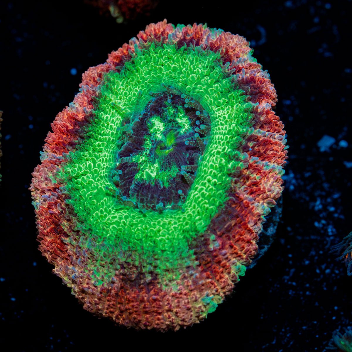 Hulk Smash Asian Acan Coral with fleshy polyps in reef aquarium