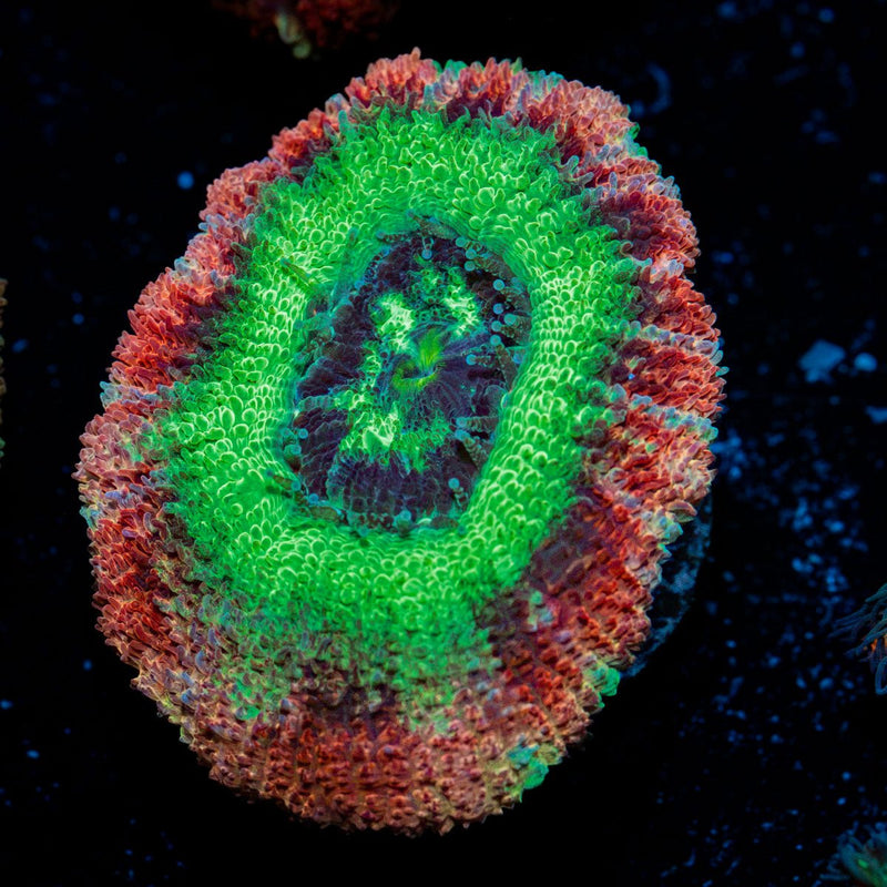 Hulk Smash Asian Acan Coral with fleshy polyps in reef aquarium