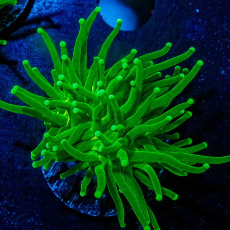 Hulk Smash Green Torch Coral with flowing tentacles in reef aquarium