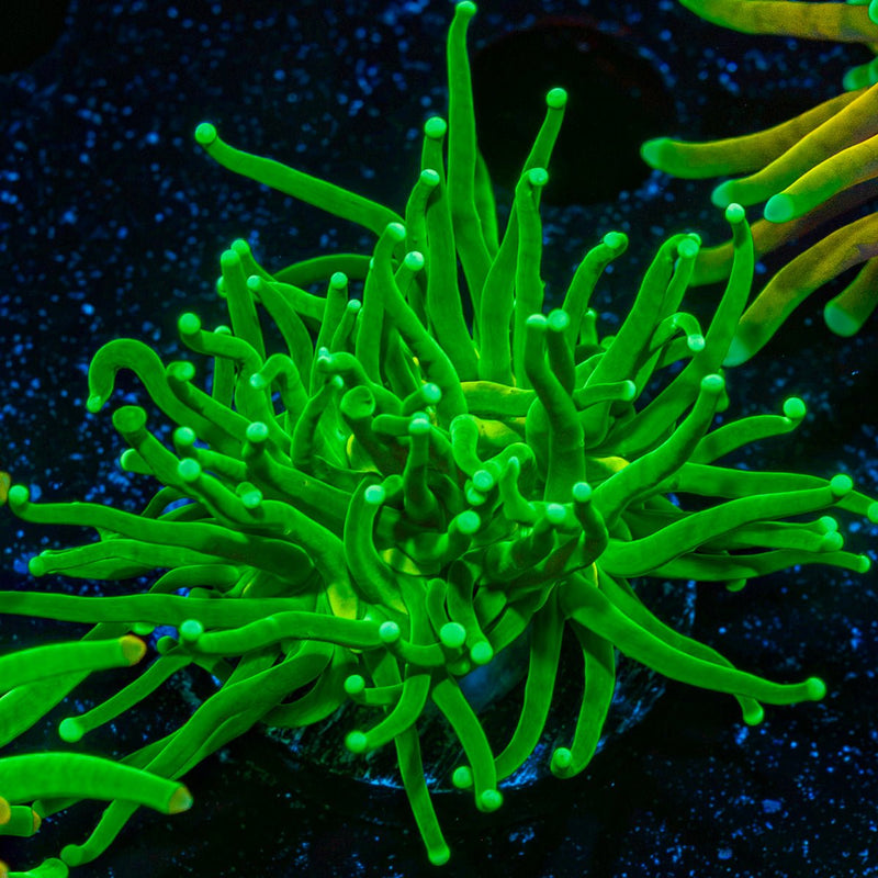Hulk Smash Green Torch Coral with flowing tentacles in reef aquarium