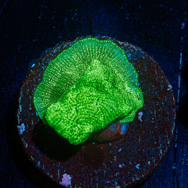 Hulk Smash Leptastrea Coral with encrusting growth in reef aquarium