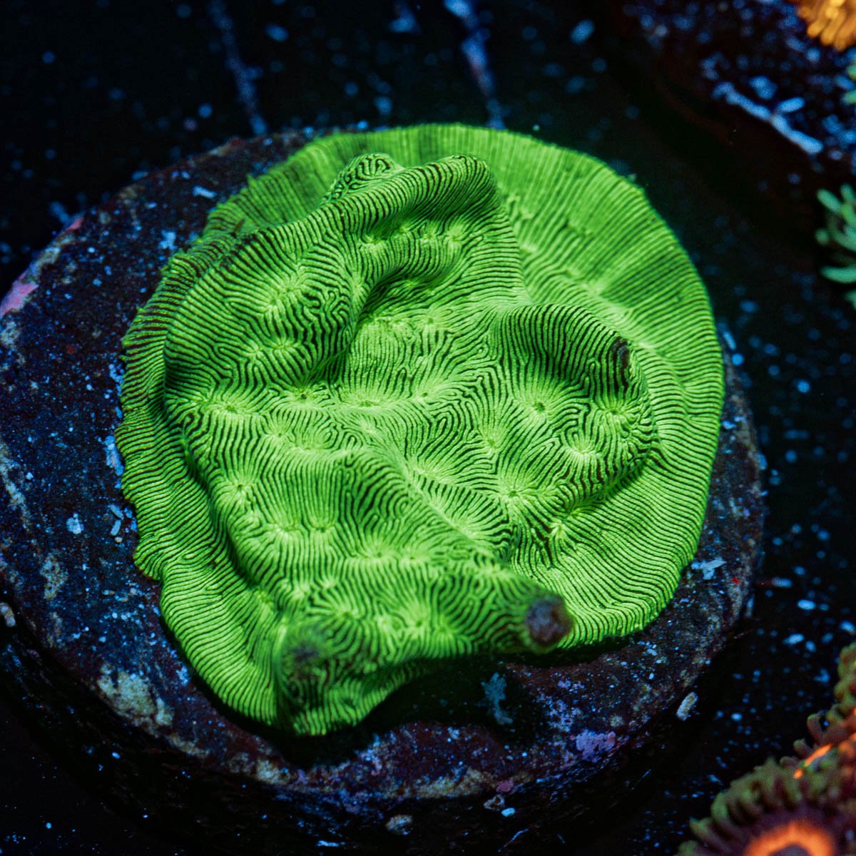 Hulk Smash Lepto Coral