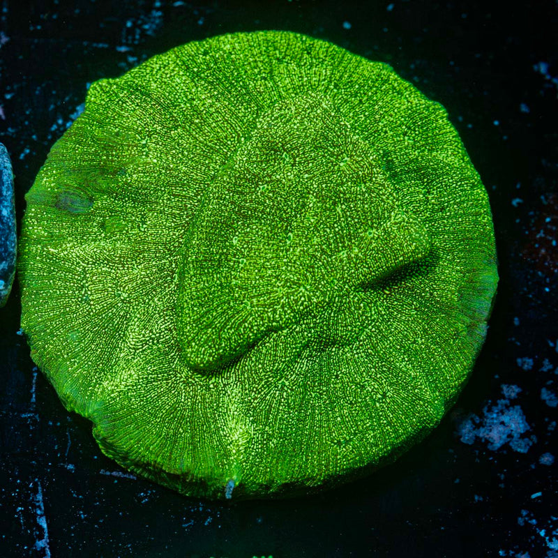 Hulks Leptastrea Coral with encrusting growth in reef aquarium