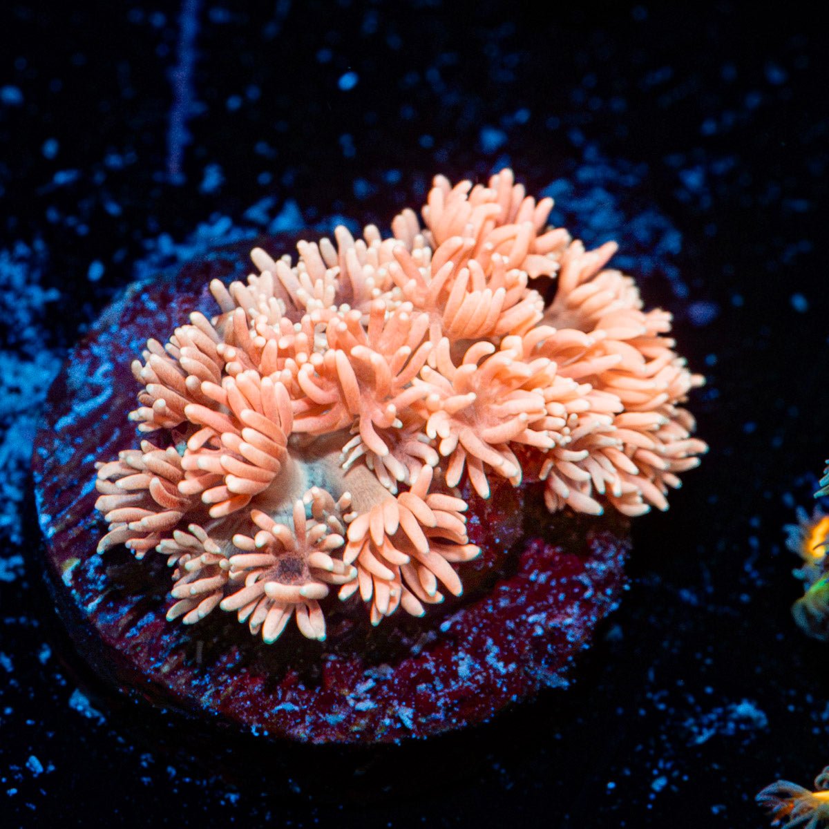 Hunch Punch Goniopora Coral with flower-like polyps in reef aquarium