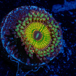 Hyper Jubilee Zoanthid Coral with colony growth in reef aquarium