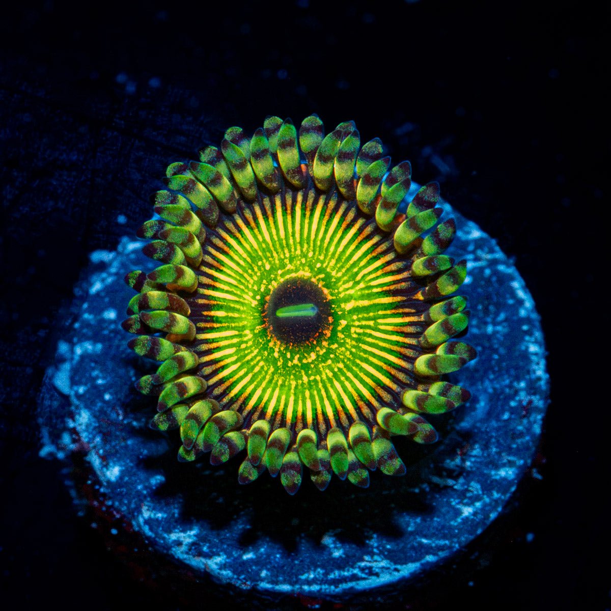Hyper Jubilee Zoanthid Coral with colony growth in reef aquarium