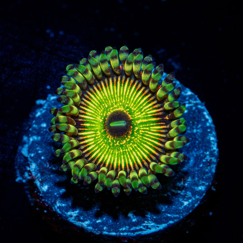 Hyper Jubilee Zoanthid Coral with colony growth in reef aquarium