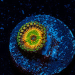 Hyper Jubilees Zoanthid Coral with colony growth in reef aquarium