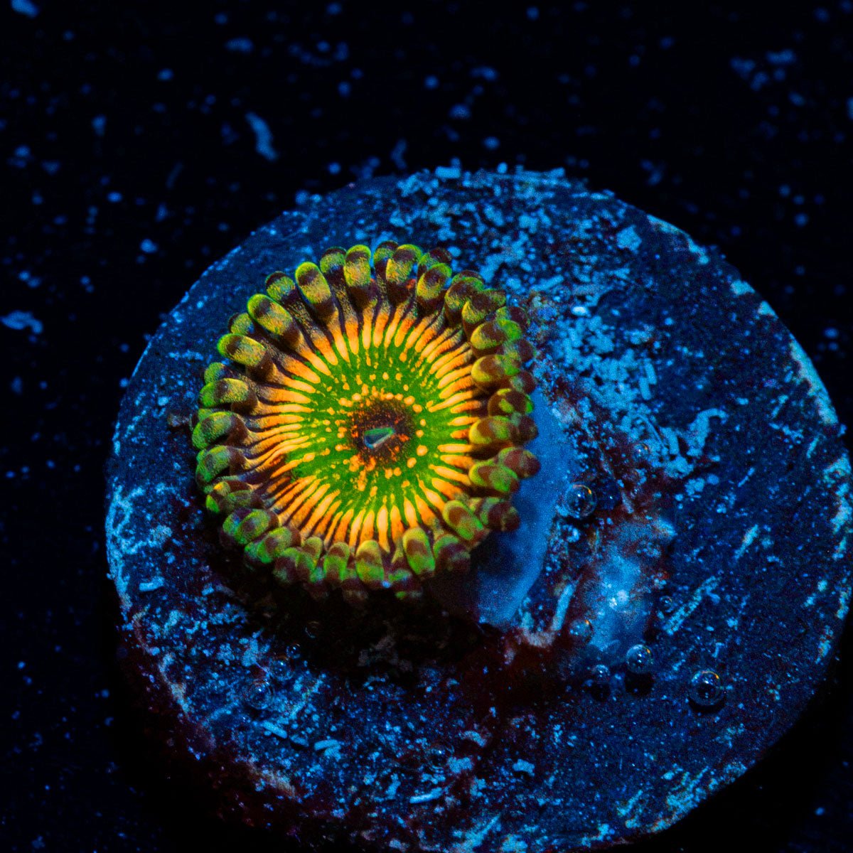 Hyper Jubilees Zoanthid Coral with colony growth in reef aquarium