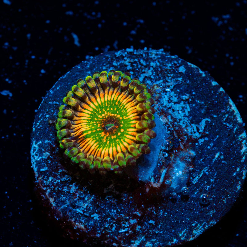 Hyper Jubilees Zoanthid Coral with colony growth in reef aquarium