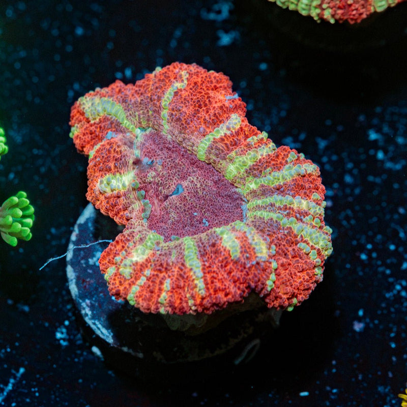 Hypnotic Acan Coral with fleshy polyps in reef aquarium