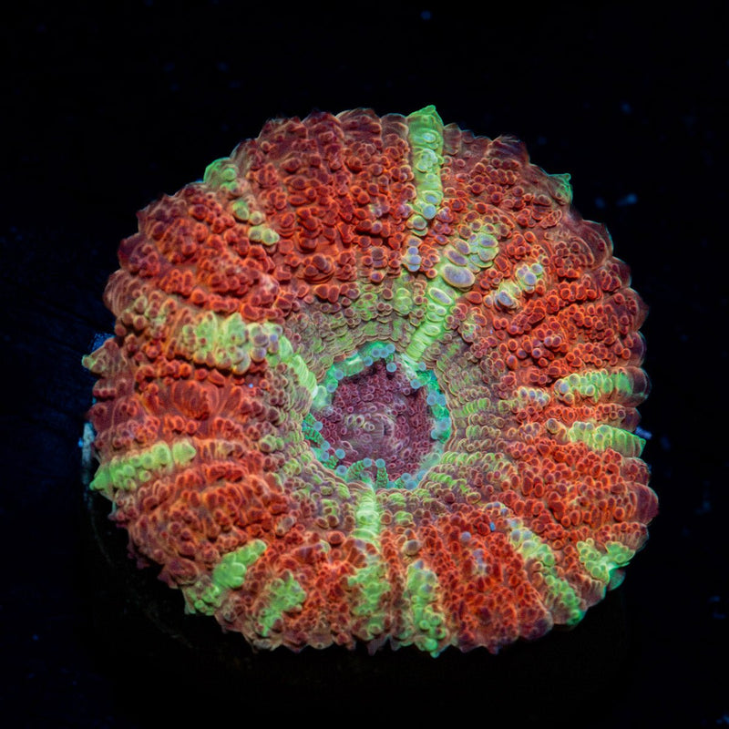 Hypnotic Asian Acan Coral with fleshy polyps in reef aquarium