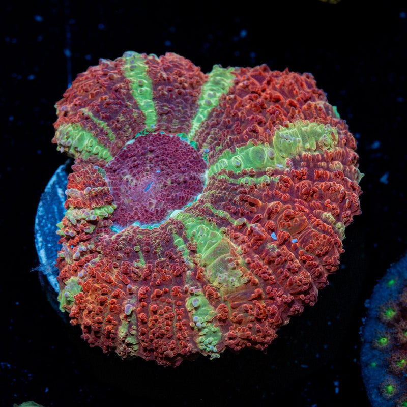 Hypnotic Asian Acan Coral with fleshy polyps in reef aquarium