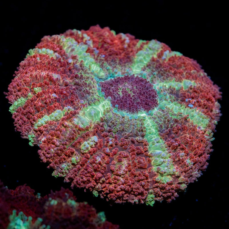Hypnotic Asian Acan Coral with fleshy polyps in reef aquarium