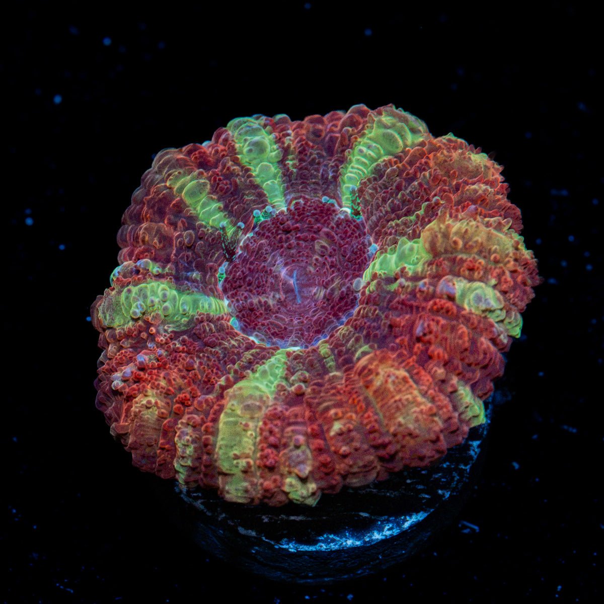 Hypnotic Asian Acan Coral with fleshy polyps in reef aquarium