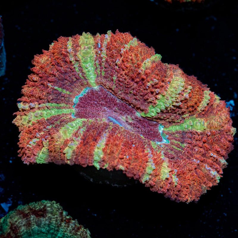 Hypnotic Asian Acan Coral with fleshy polyps in reef aquarium
