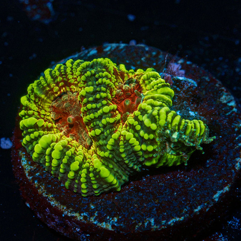 Green Ricordea Mushroom Coral with mushroom disc in reef aquarium