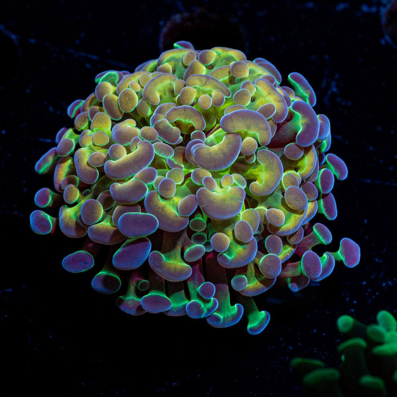 Hypnotoad Hammer Euphyllia Coral with branching fleshy heads in reef aquarium
