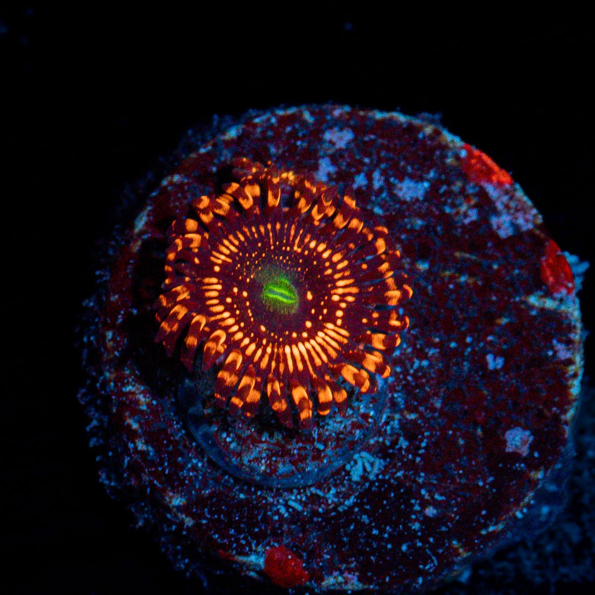 Illuminati Zoanthids Coral with colony growth in reef aquarium