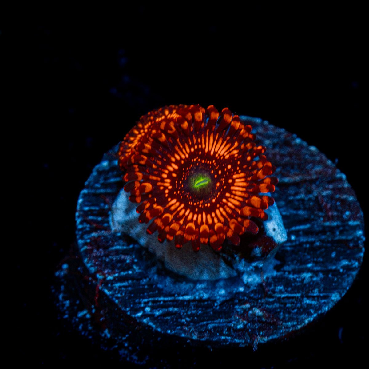 Illumities Zoanthid Coral with colony growth in reef aquarium
