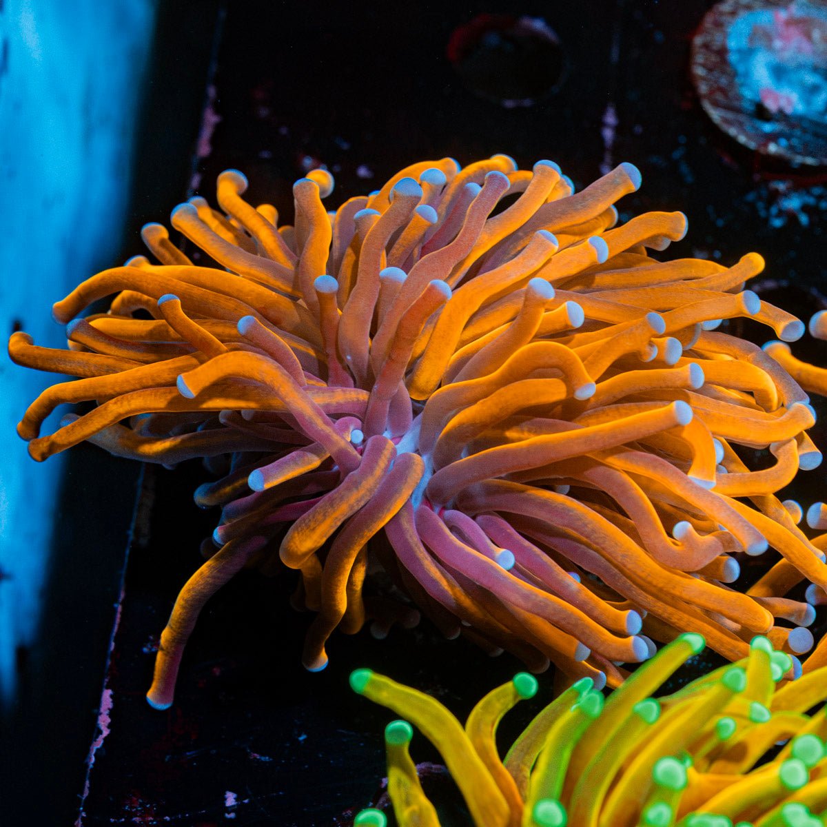 Indo Gold Torch Euphyllia Coral with flowing tentacles in reef aquarium
