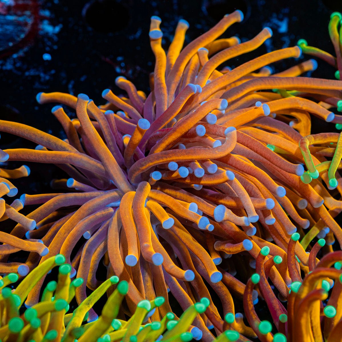 Indo Gold Torch Euphyllia Coral with flowing tentacles in reef aquarium