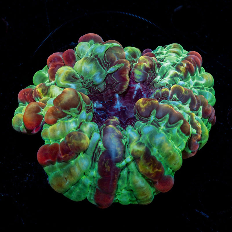 Indophyllia Coral with fleshy open polyp in reef aquarium