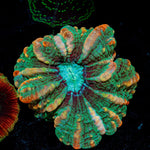 Indophyllia Coral with fleshy open polyp in reef aquarium