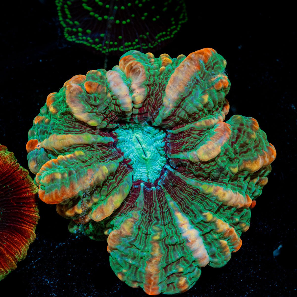 Indophyllia Coral with fleshy open polyp in reef aquarium