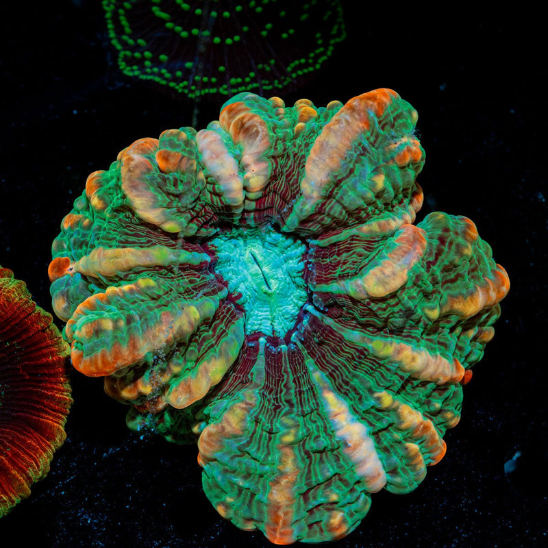 Indophyllia Coral with fleshy open polyp in reef aquarium