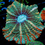 Indophyllia Coral with fleshy open polyp in reef aquarium